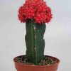 Gymnocalycium_mihanovichii_'Hibotan'_red